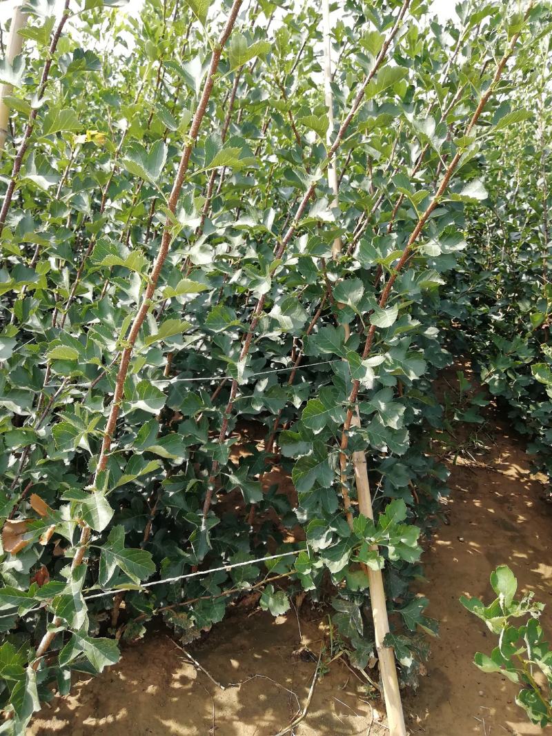 山楂苗70~80cm一年苗二年苗三年苗保品种量大从优