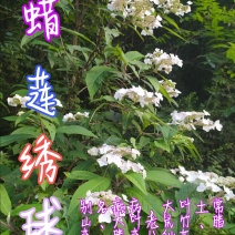 贵州毕节古夜郎大地野生中药材土常山蜡莲绣球癞疠