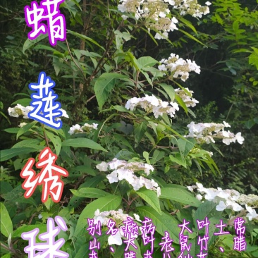 贵州毕节古夜郎大地野生中药材土常山蜡莲绣球癞疠
