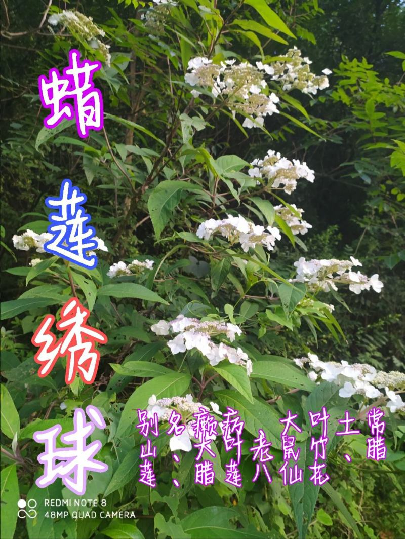 贵州毕节古夜郎大地野生中药材土常山蜡莲绣球癞疠