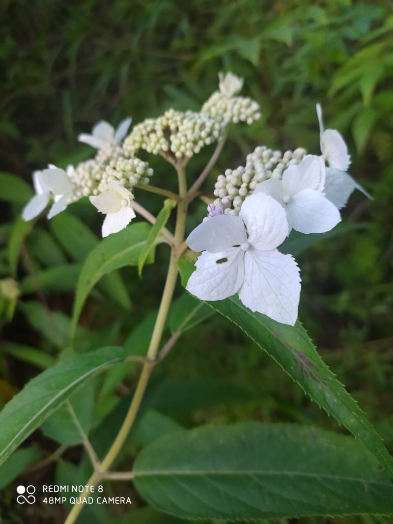 贵州毕节古夜郎大地野生中药材土常山蜡莲绣球癞疠