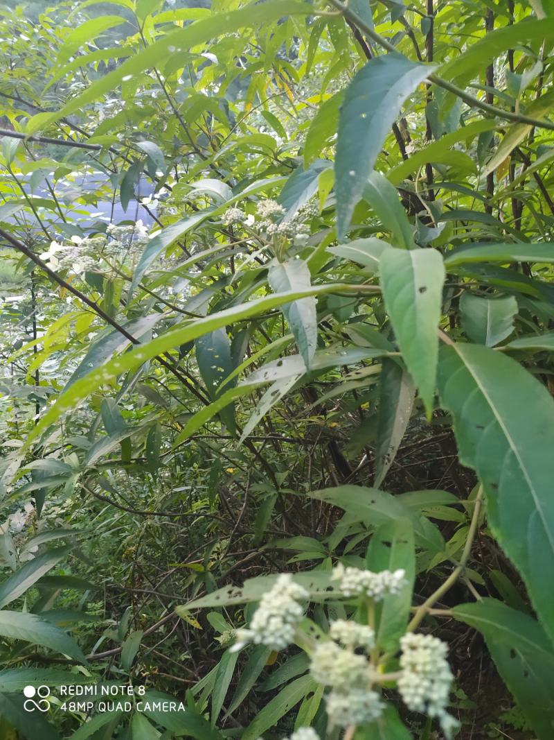 贵州毕节古夜郎大地野生中药材土常山蜡莲绣球癞疠