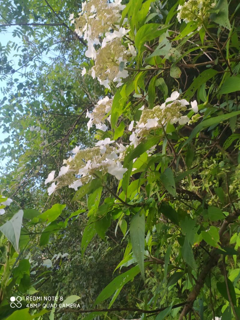 贵州毕节古夜郎大地野生中药材土常山蜡莲绣球癞疠