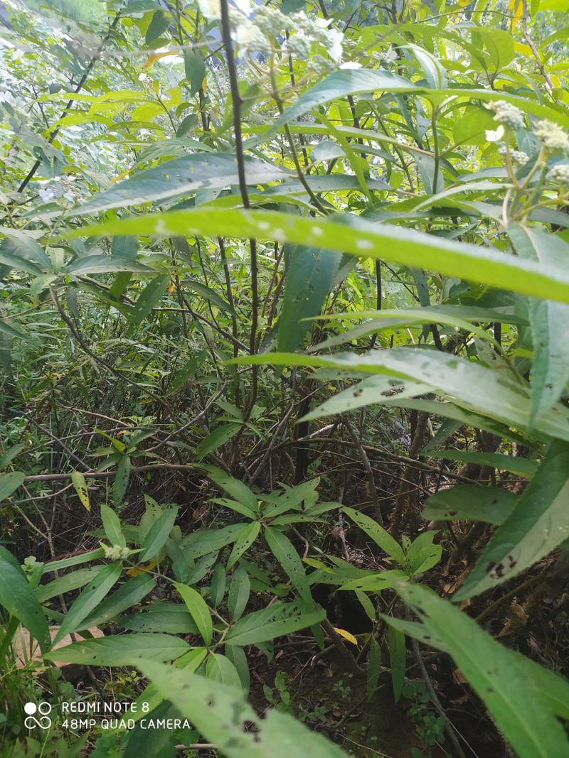 贵州毕节古夜郎大地野生中药材土常山蜡莲绣球癞疠