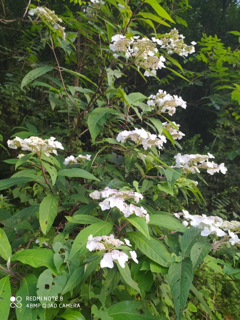 贵州毕节古夜郎大地野生中药材土常山蜡莲绣球癞疠