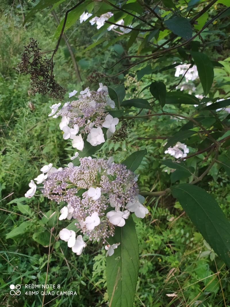 贵州毕节古夜郎大地野生中药材土常山蜡莲绣球癞疠