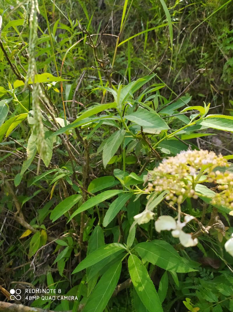 贵州毕节古夜郎大地野生中药材土常山蜡莲绣球癞疠