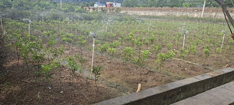长期大量供应优质沃柑杯苗，地苗，大果金桔苗，无核脆蜜杯苗