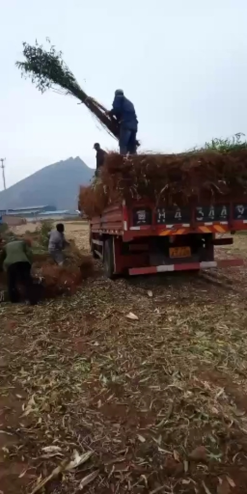 大量出售太阳李树！保质保量！规格齐！欢迎各位老板光临！