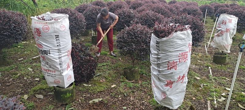 产地直销各种规格红继木球袋苗，苗子又漂亮，又便宜