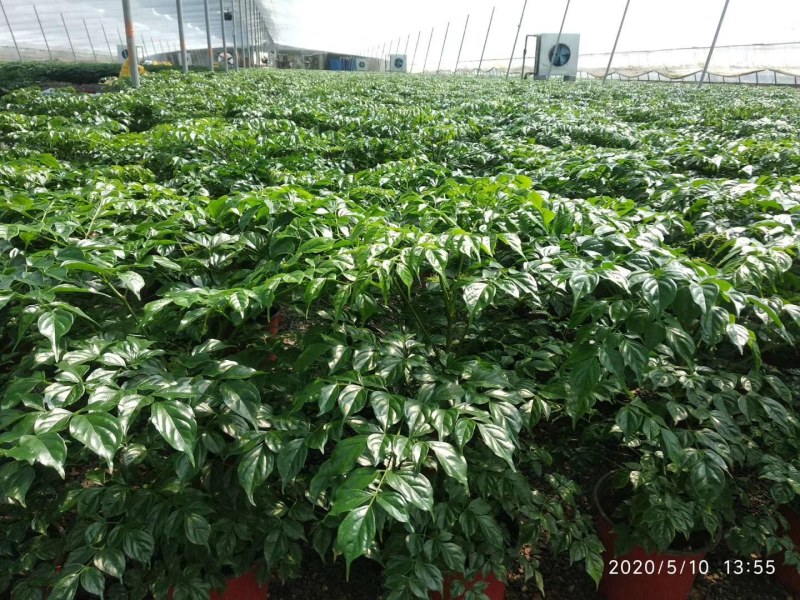 优质单棵，组盆幸福树大量上市