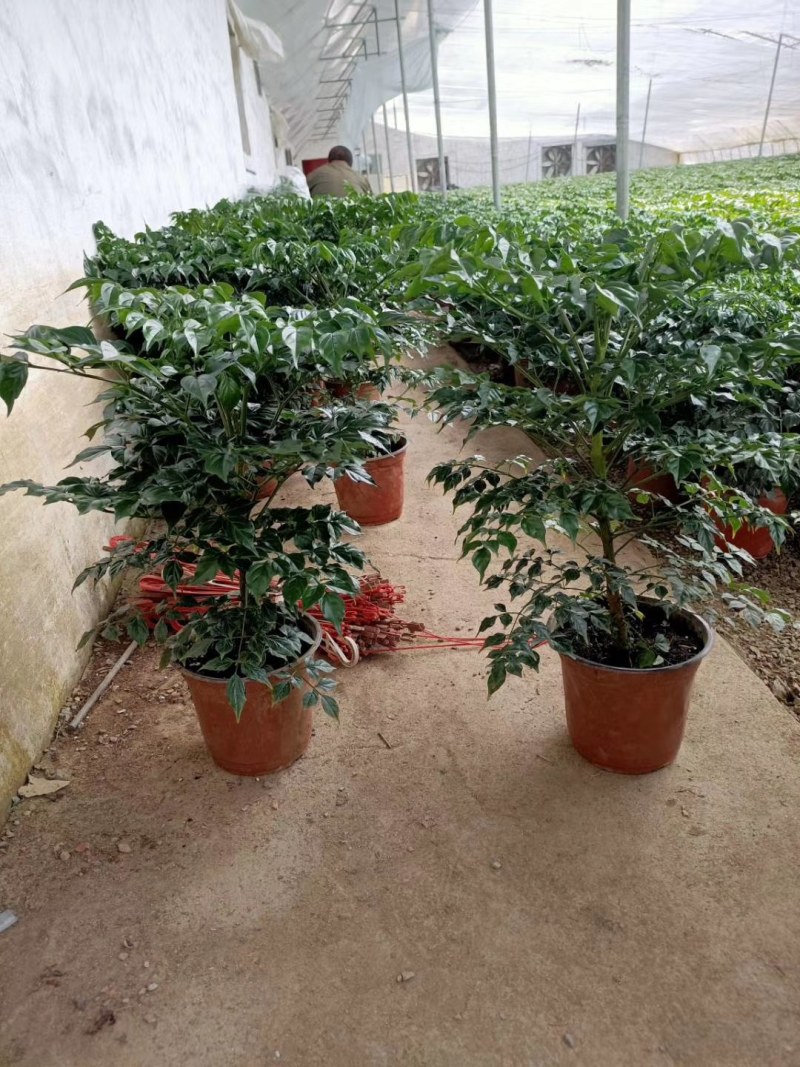 优质单棵，组盆幸福树大量上市