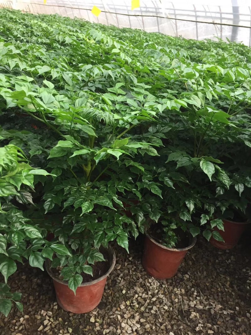 优质单棵，组盆幸福树大量上市