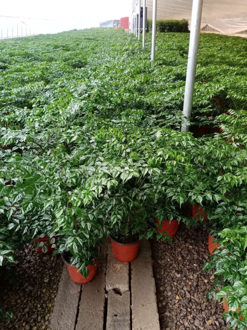 优质单棵，组盆幸福树大量上市