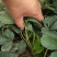 【精选】妙香7号草莓苗妙香7号草莓苗提供技术指导