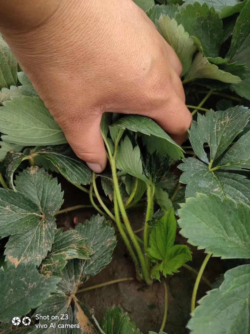 【精选】妙香7号草莓苗妙香7号草莓苗提供技术指导