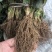 【精选】妙香7号草莓苗妙香7号草莓苗提供技术指导