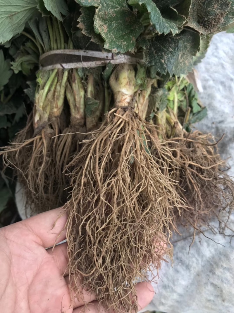 【精选】妙香7号草莓苗妙香7号草莓苗提供技术指导