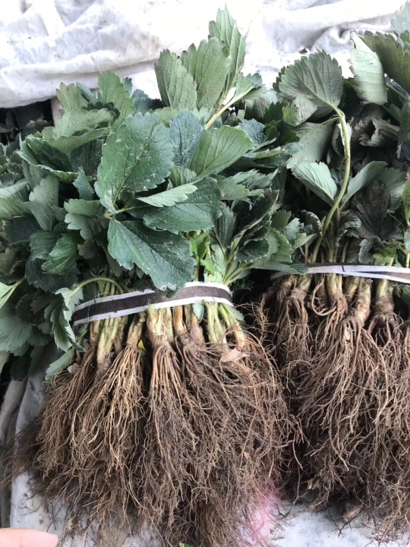 【精选】妙香7号草莓苗妙香7号草莓苗提供技术指导