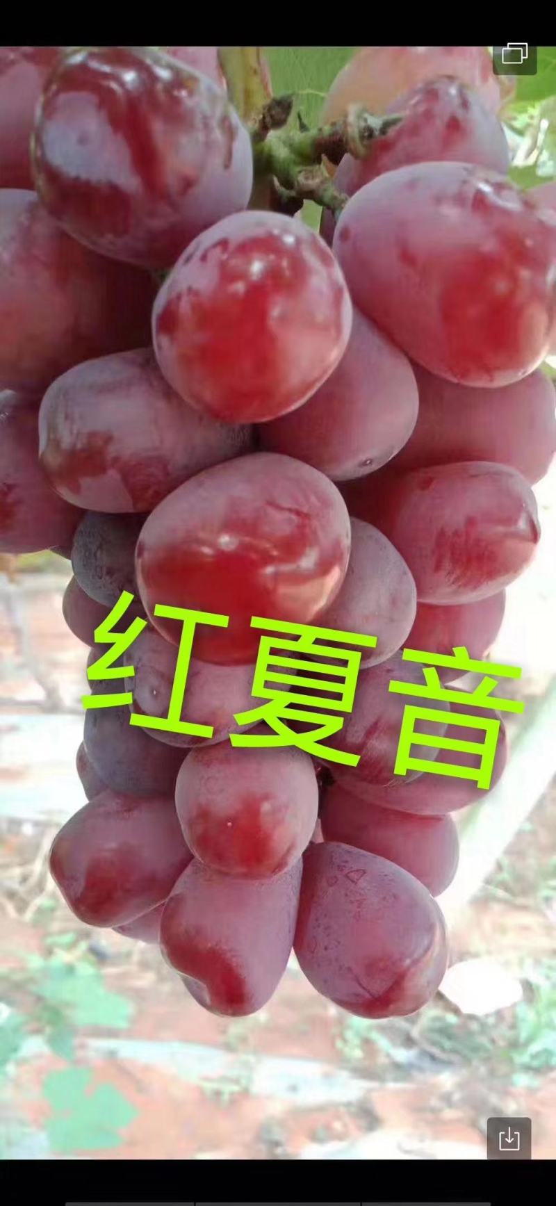 蜜光葡萄苗50~80cm1年苗二年苗