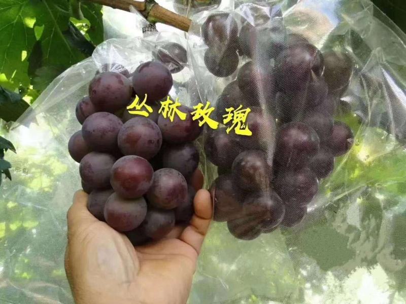 蜜光葡萄苗50~80cm1年苗二年苗