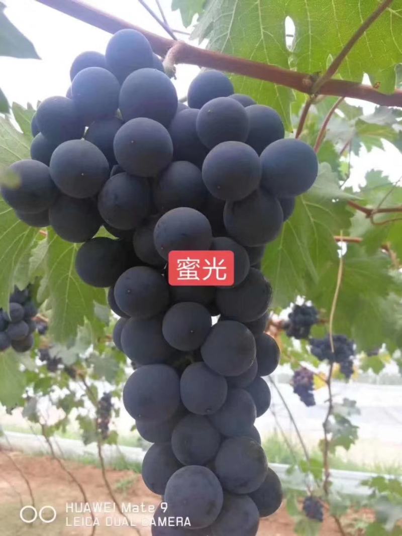 玫瑰香葡萄苗50~80cm1年苗二年苗