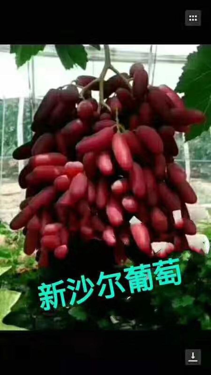玫瑰香葡萄苗50~80cm1年苗二年苗