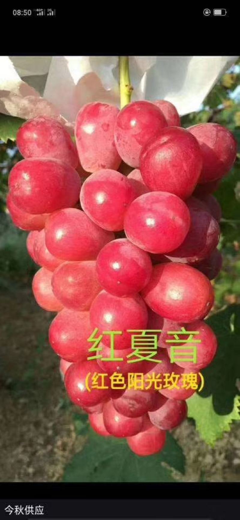 金手指葡萄苗50~80cm1年苗二年苗