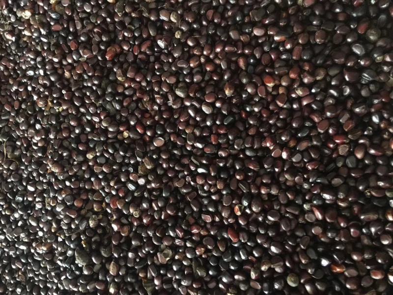 芍药籽芍药花籽2021年新籽发芽率有保障