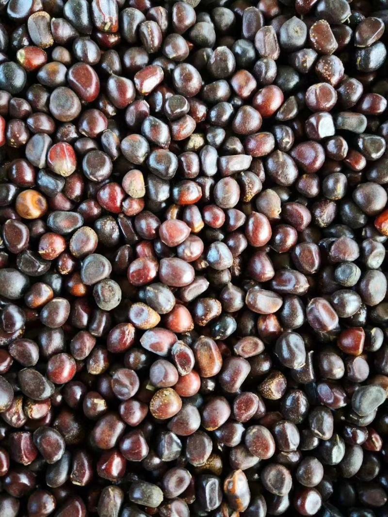 芍药籽芍药花籽2021年新籽发芽率有保障