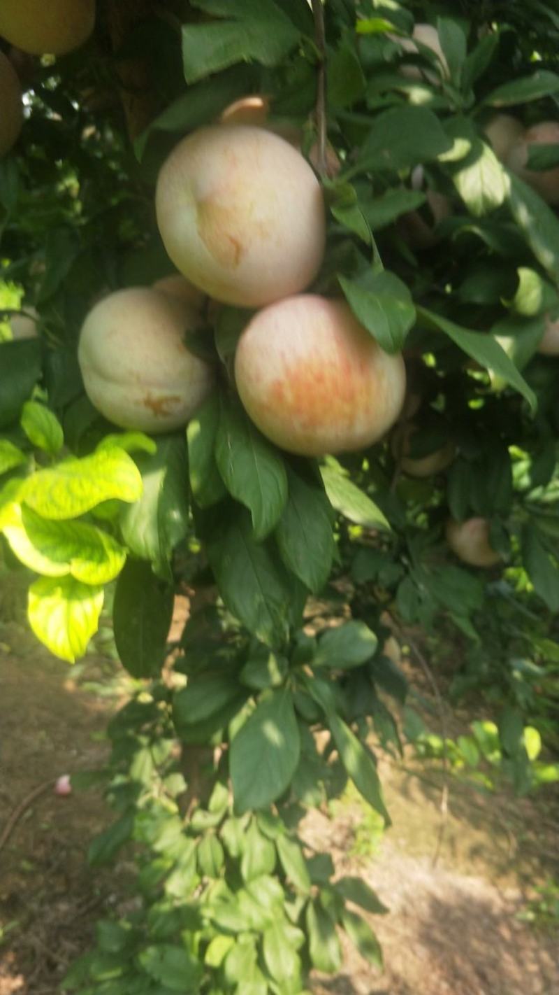 恐龙蛋李子8月上旬成熟口感很好，有苗销售，还有风味玫瑰。