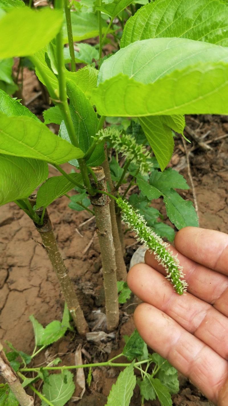 恐龙蛋李子8月上旬成熟口感很好，有苗销售，还有风味玫瑰。
