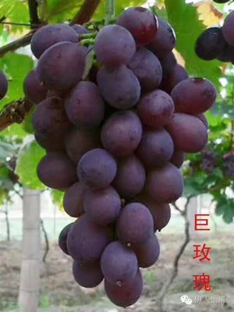 绍兴一号葡萄苗50~80cm1年苗二年苗保品种量大