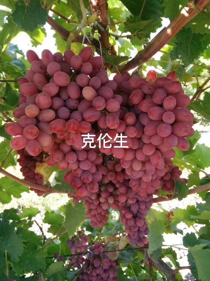 绍兴一号葡萄苗50~80cm1年苗二年苗保品种量大