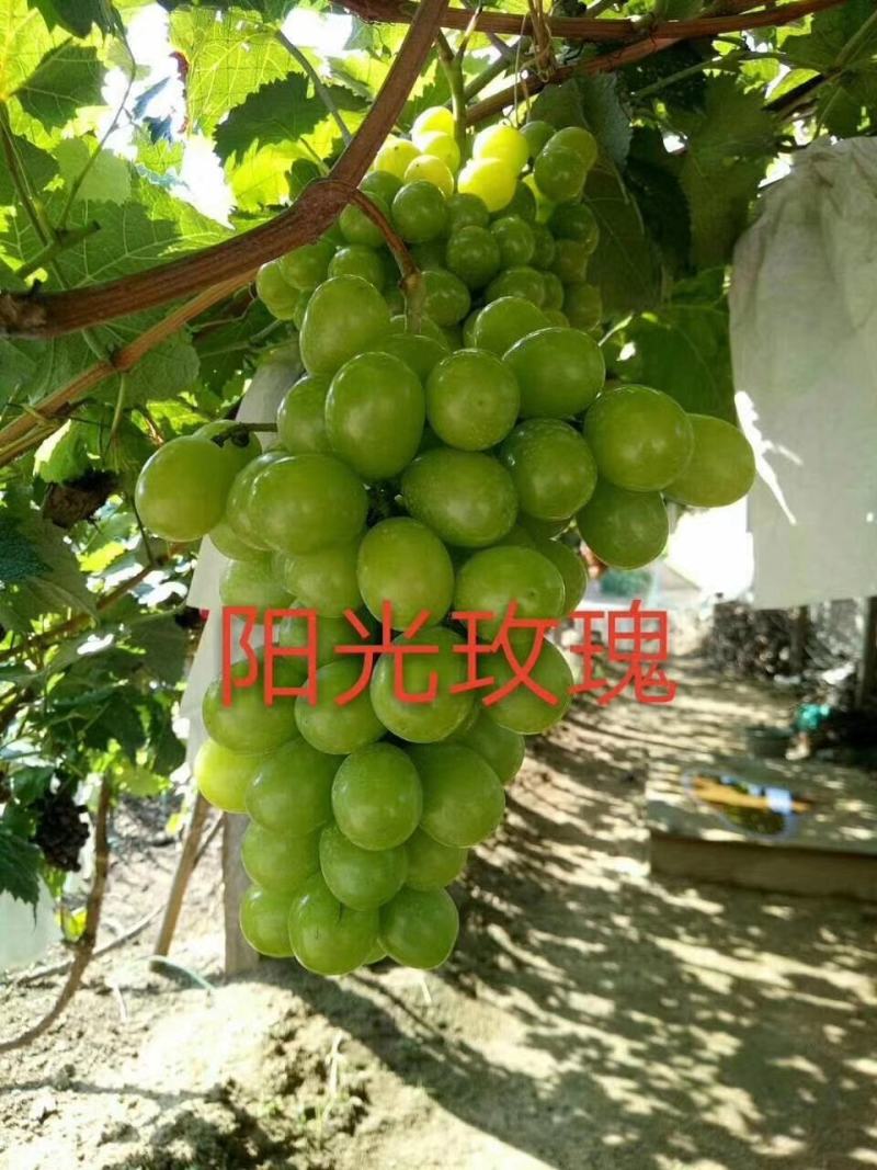 绍兴一号葡萄苗50~80cm1年苗二年苗保品种量大