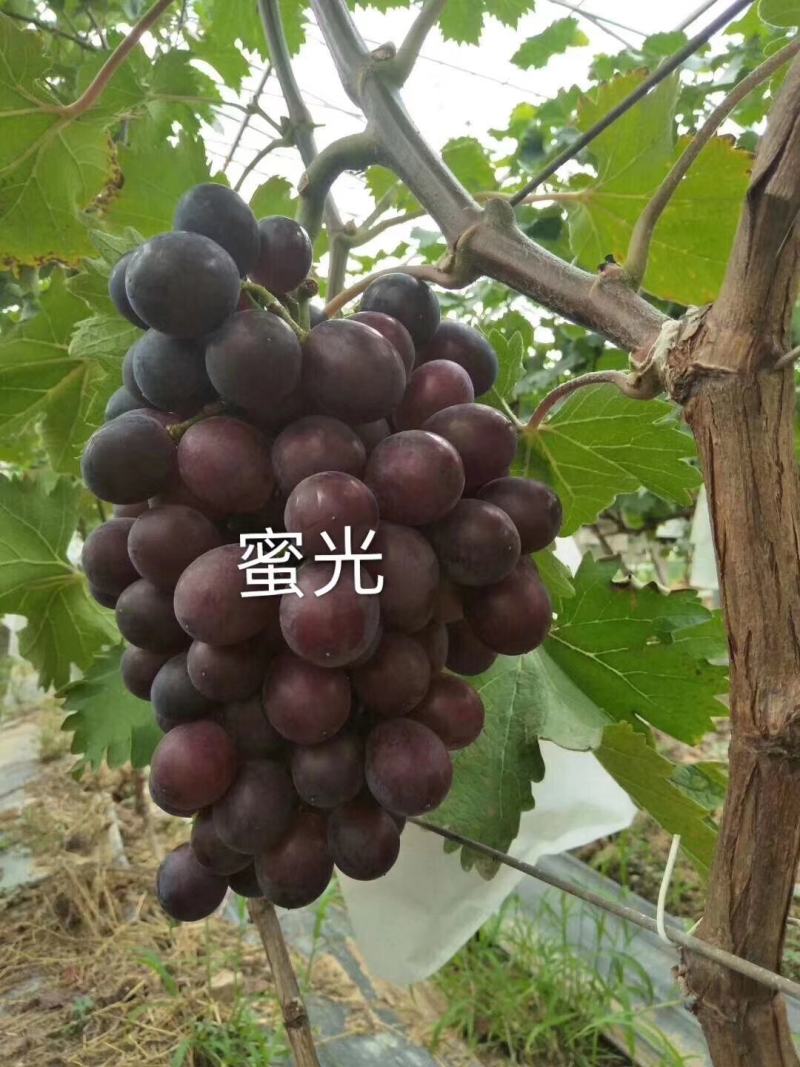 绍兴一号葡萄苗50~80cm1年苗二年苗保品种量大