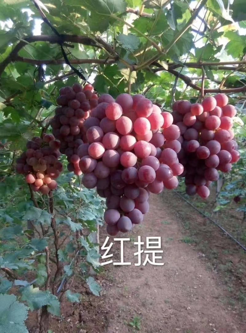 绍兴一号葡萄苗50~80cm1年苗二年苗保品种量大