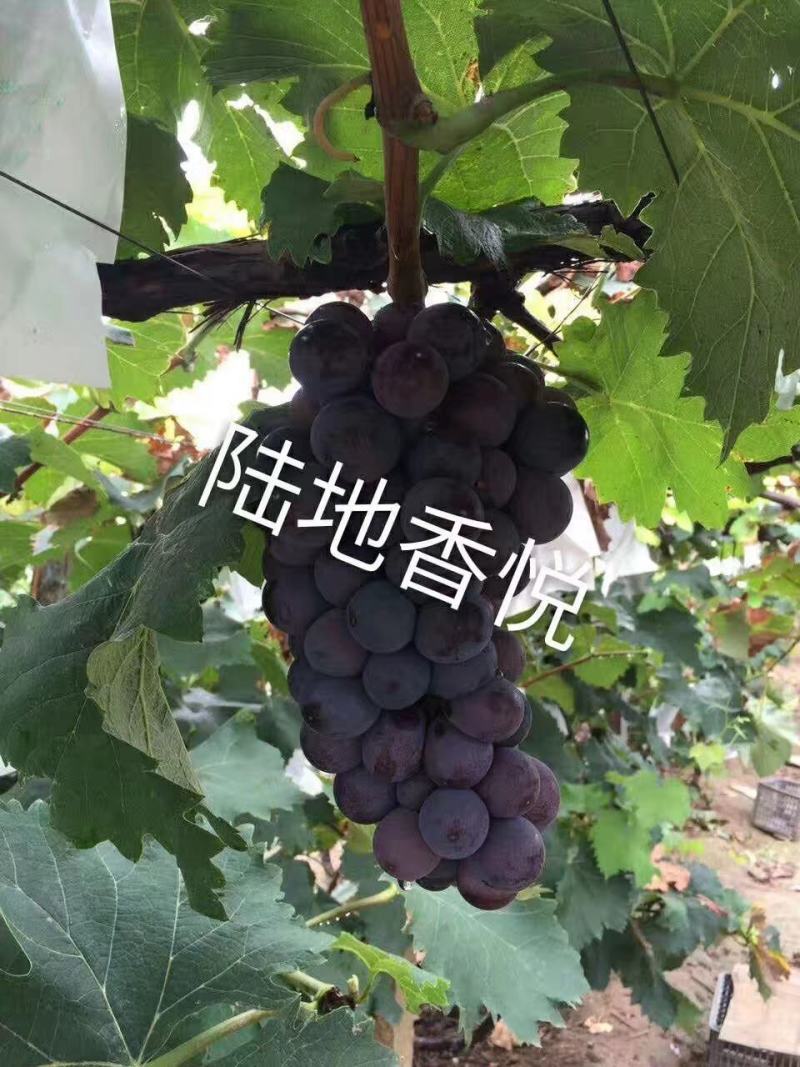 绍兴一号葡萄苗50~80cm1年苗二年苗保品种量大