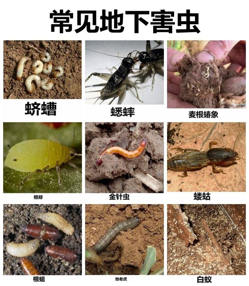 20%氟铃脲辛硫磷水稻农药杀虫剂钻心卷叶虫草地贪叶蛾