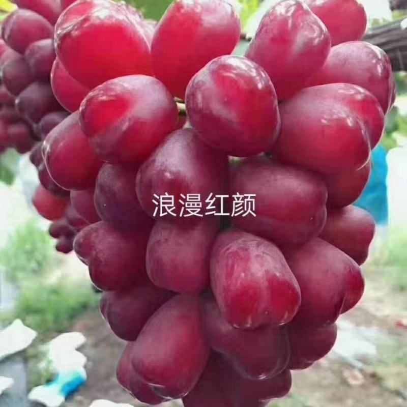 神红娜葡萄苗，阳光玫瑰，富士之辉，浪漫红颜葡葡苗