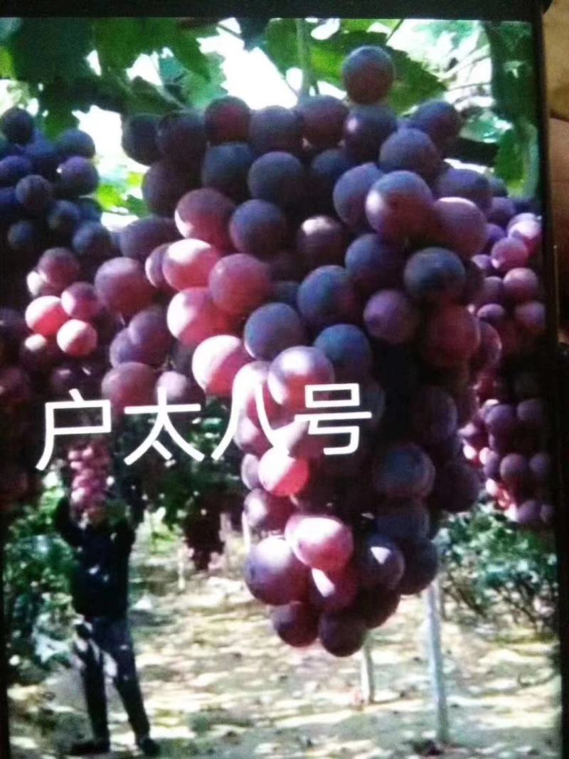 神红娜葡萄苗，阳光玫瑰，富士之辉，浪漫红颜葡葡苗