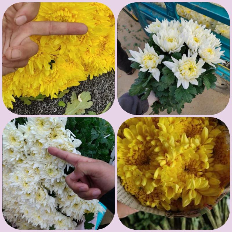 清明节白菊黄菊扫墓祭祀祭奠亲人花鲜花上坟祭祖现采花卉货