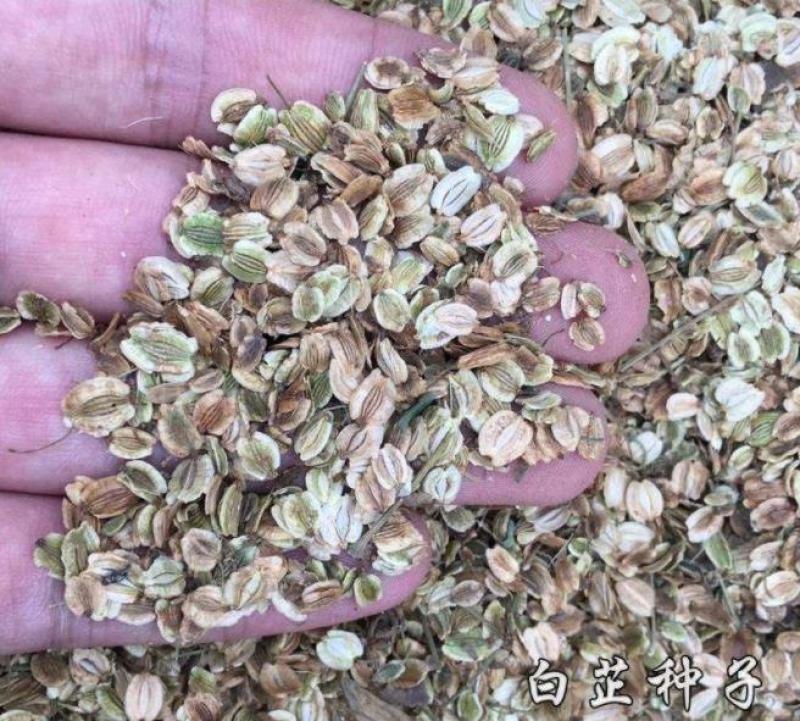 白芷种子大量产新有需要的朋友可以预定了