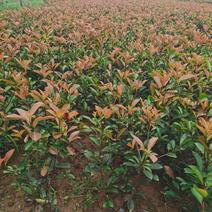 营养杯红叶石楠高度40-60叶面鲜红二年杯苗多分枝苗