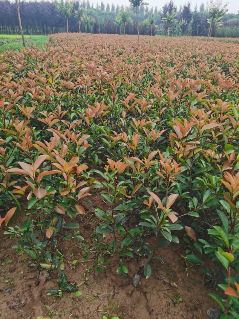 营养杯红叶石楠高度40-60叶面鲜红二年杯苗多分枝苗