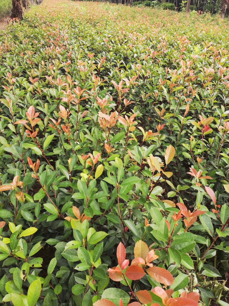 营养杯红叶石楠高度40-60叶面鲜红二年杯苗多分枝苗
