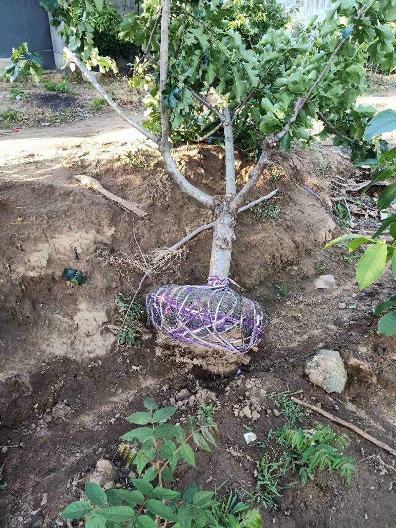 山楂树，绿化风景之优美，占地树下金钱贵，自家种植量大从优