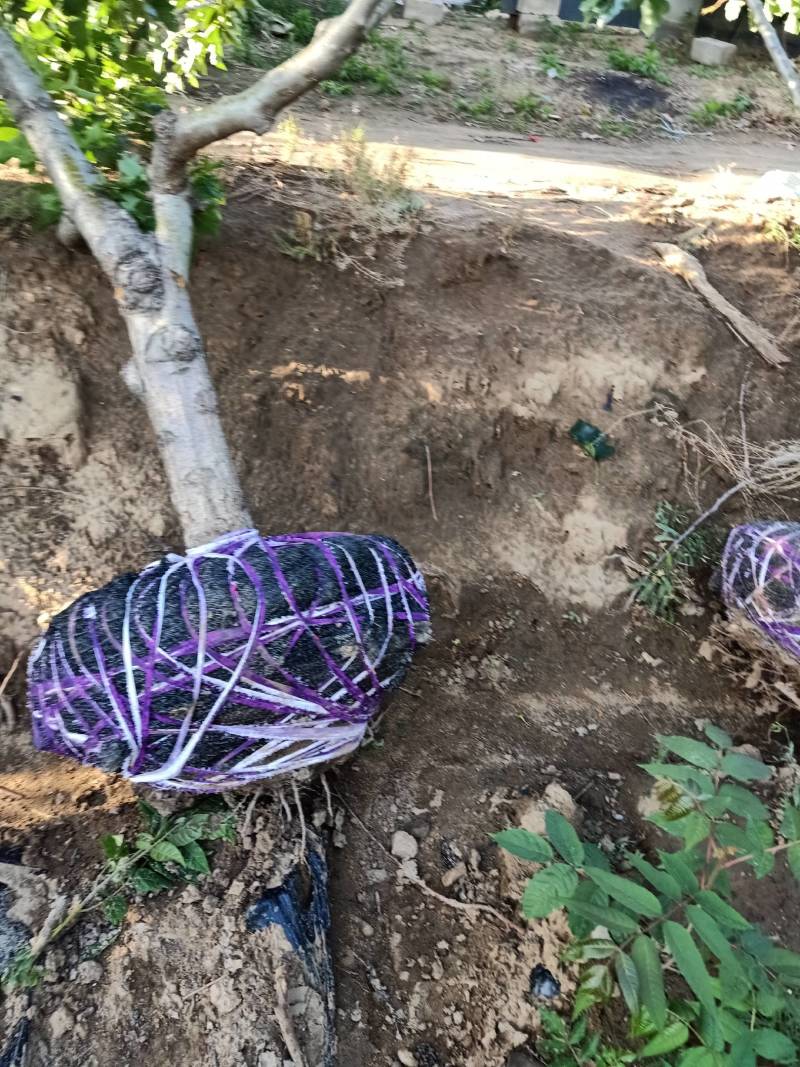 山楂树，绿化风景之优美，占地树下金钱贵，自家种植量大从优