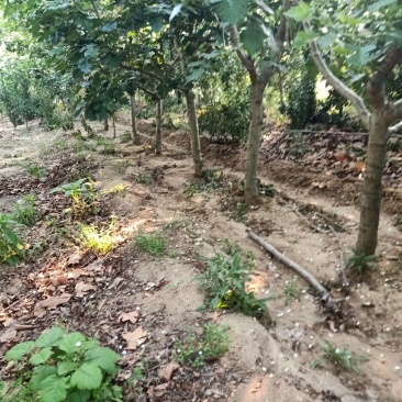 山楂树，绿化风景之优美，占地树下金钱贵，自家种植量大从优