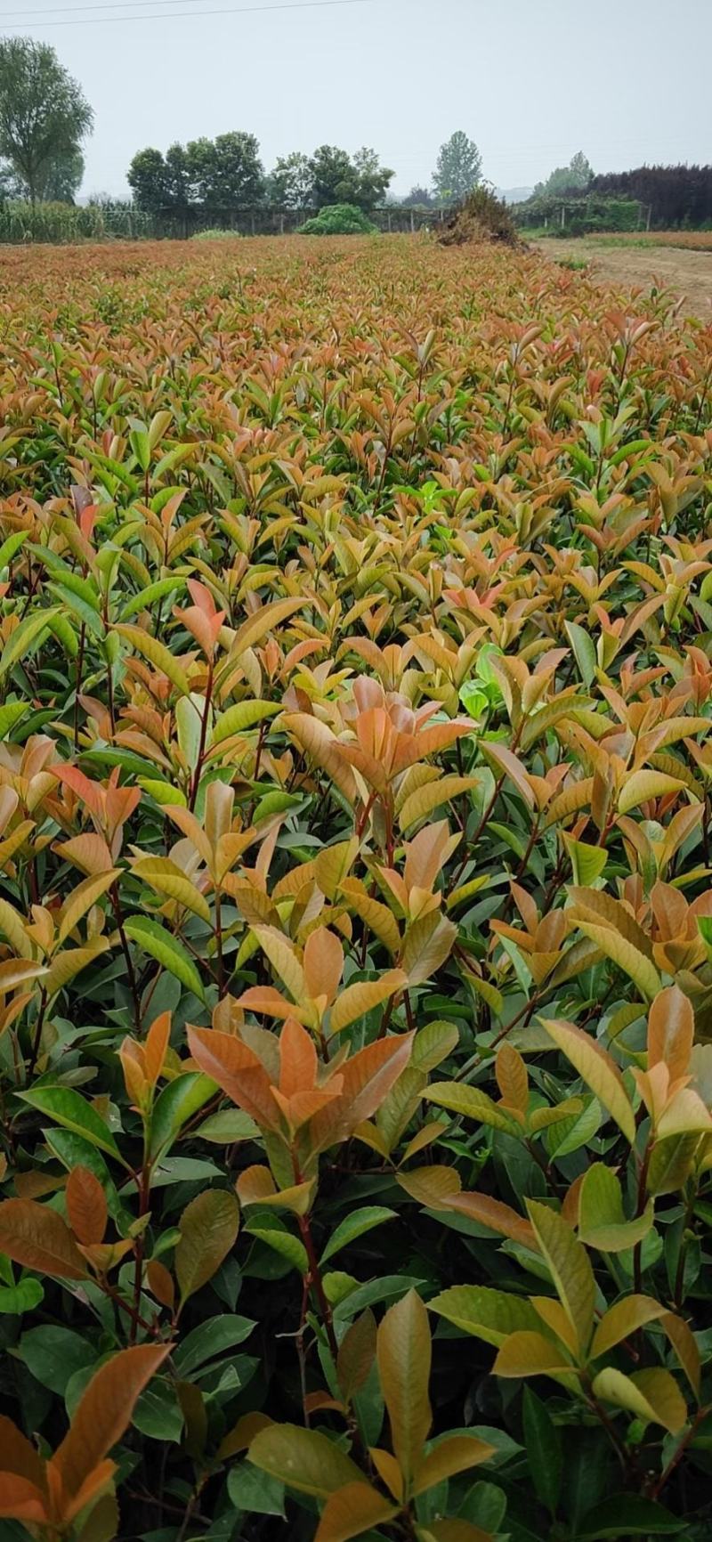 营养杯红叶石楠高度40-60叶面鲜红二年杯苗多分枝苗